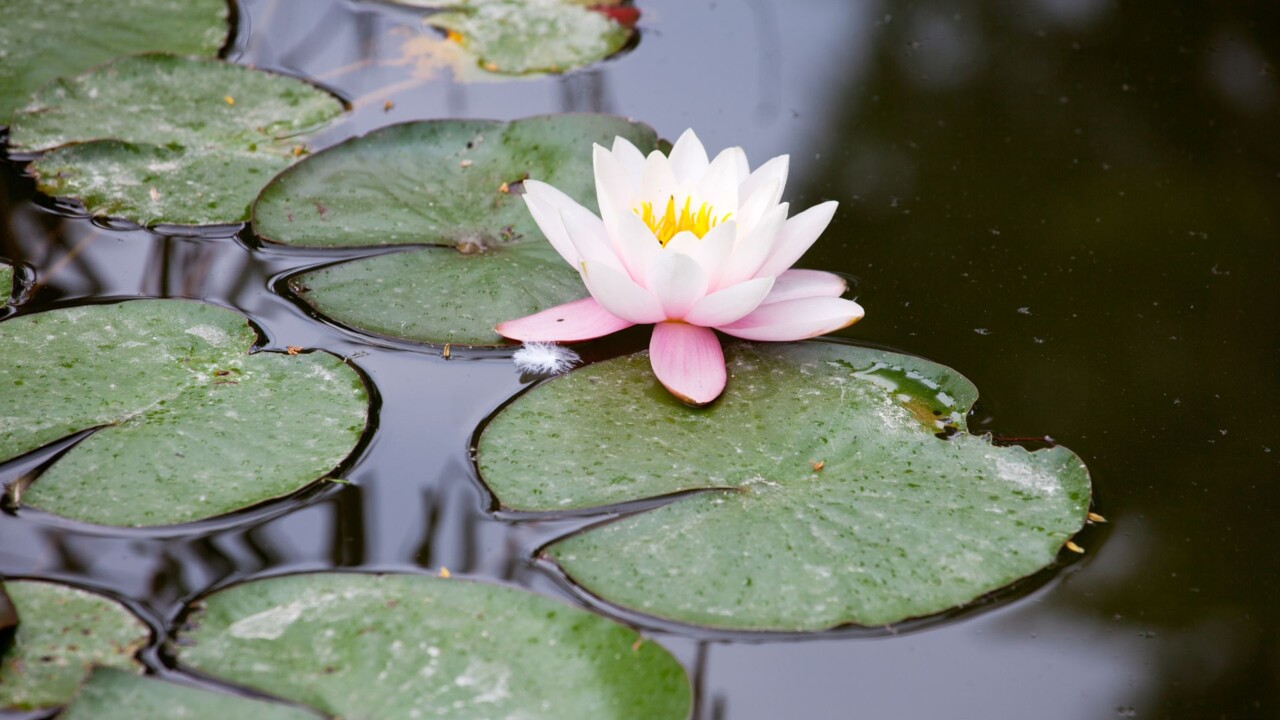 Teichanlagen und Biotope